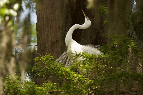 crane bird white bird on tree branch ardeidae